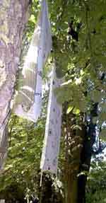 gld13.jpg (12848 Byte)