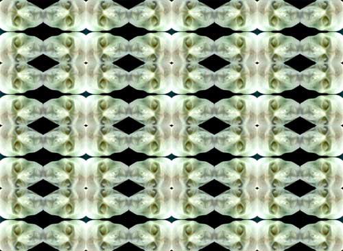 input06.jpg (36178 Byte)