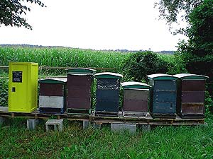 about01g.jpg (19553 Byte)