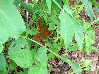 art13o.jpg (29375 Byte)