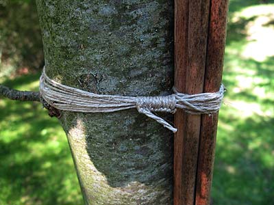 log309b.jpg (25903 Byte)